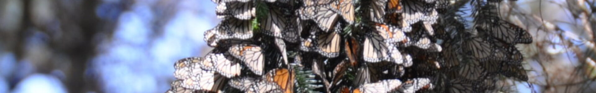 Paper award for Meagan